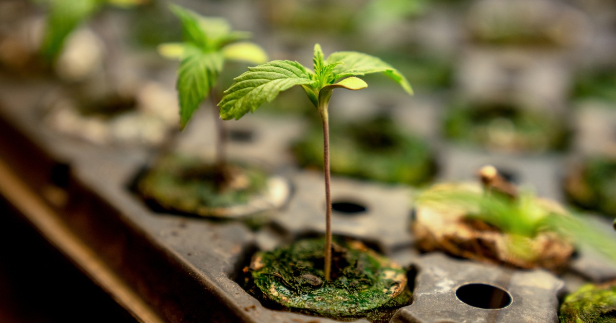 Young Marijuana Plant Growing in Nursury
