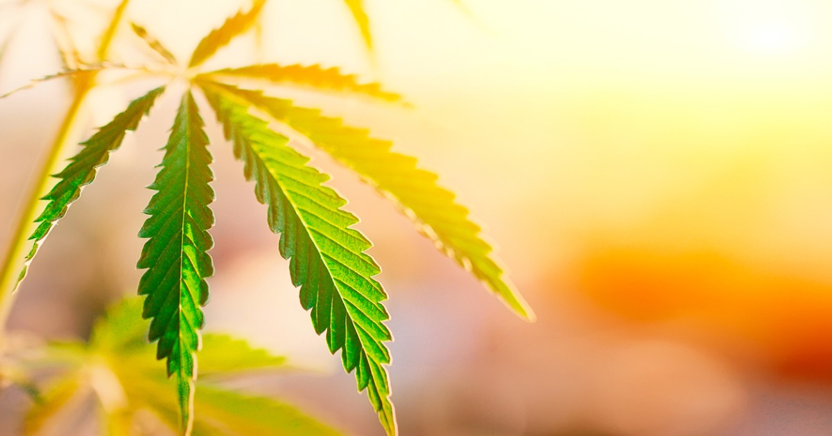 Beautiful Photograph of Marijuana Leaf at Sunrise