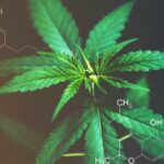 The Difference Between CBD & THC