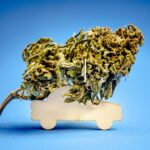 Marijuana Driving Laws in Florida