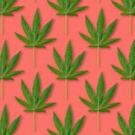 A Guide to Renewing Your Florida Medical Marijuana Card