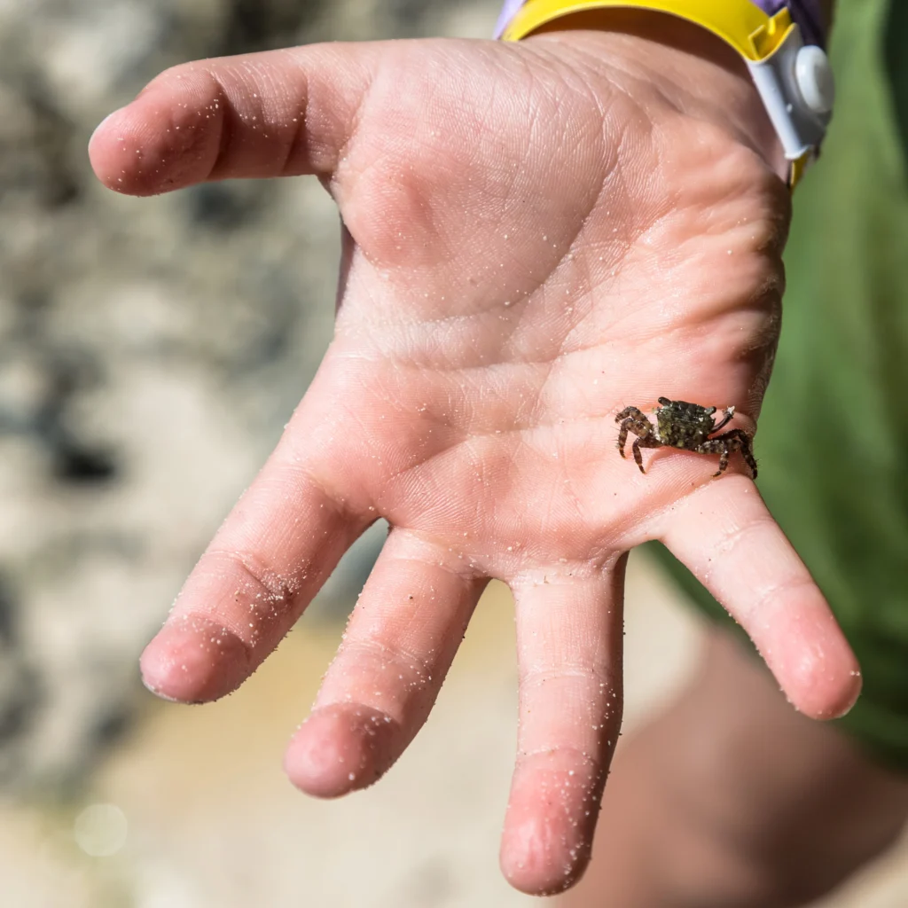 Medical maeijuana for Lyme Disease