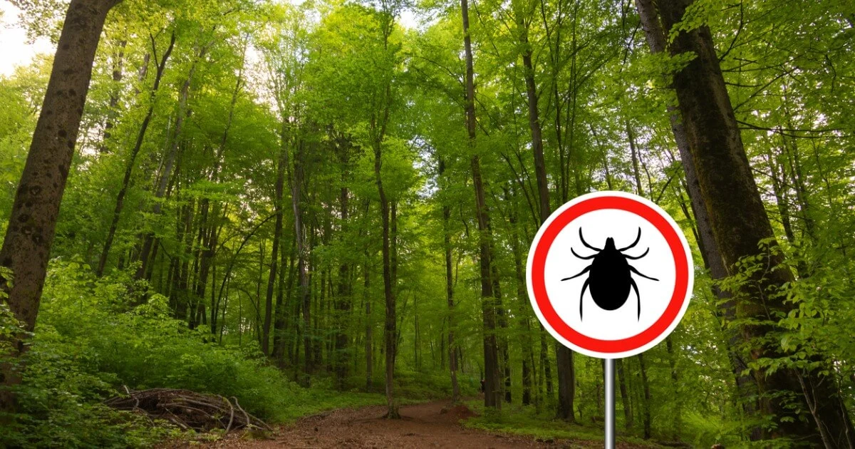 Medical maeijuana for Lyme Disease