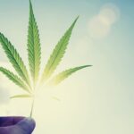 All You Need to Know About Marijuana