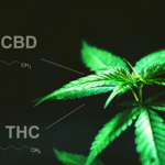 CBD or TBH, Which is Better for Pain?