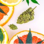 Important Terpenes in Medical Marijuana