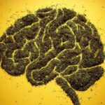 How does the endocannabinoid system work?