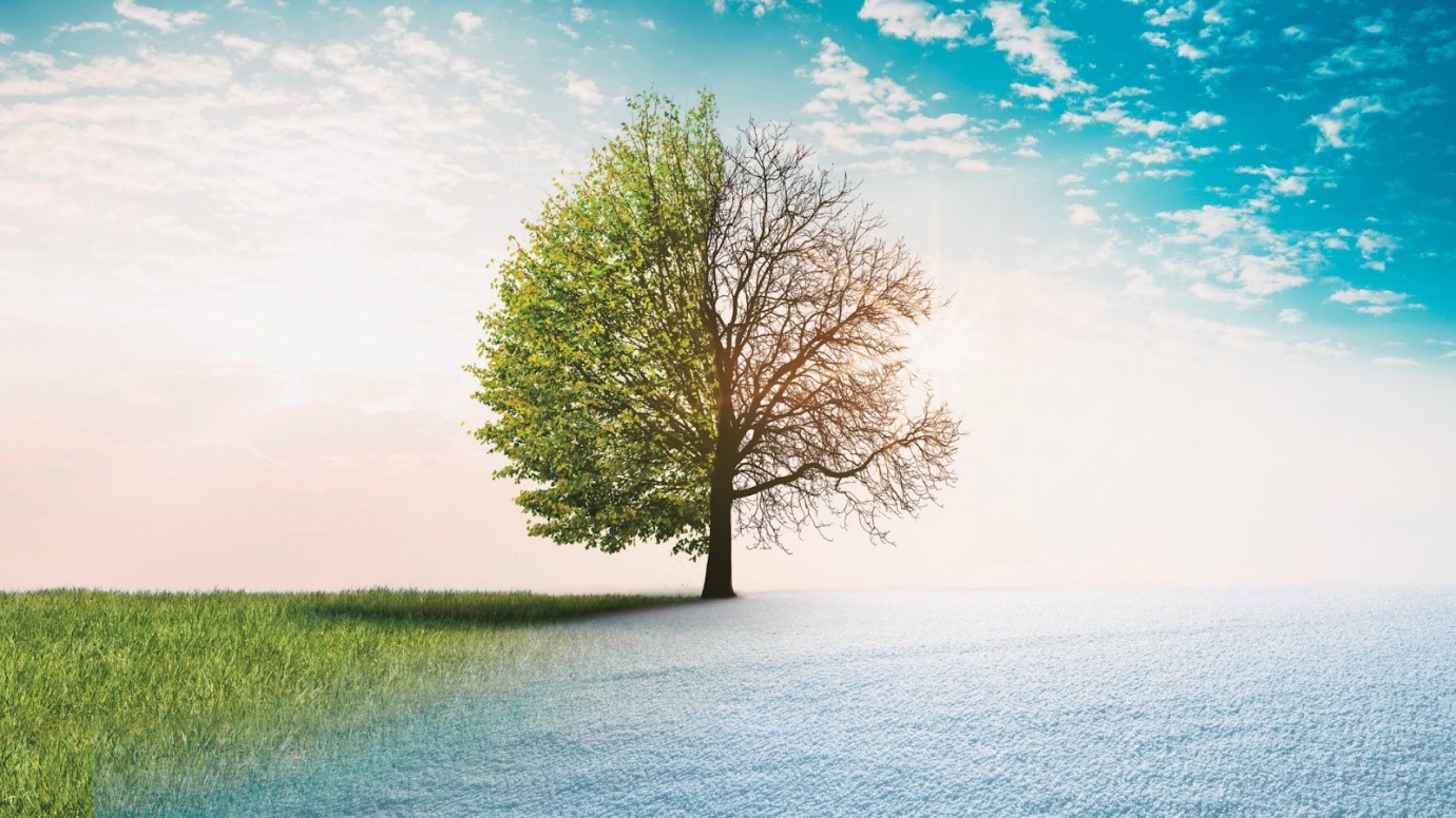 Medical Marijuana Sarasota