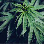 Will Florida Dispensaries Accept Out-Of-State Cards?