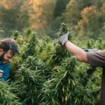 What is the difference between Medical and Street Marijuana?