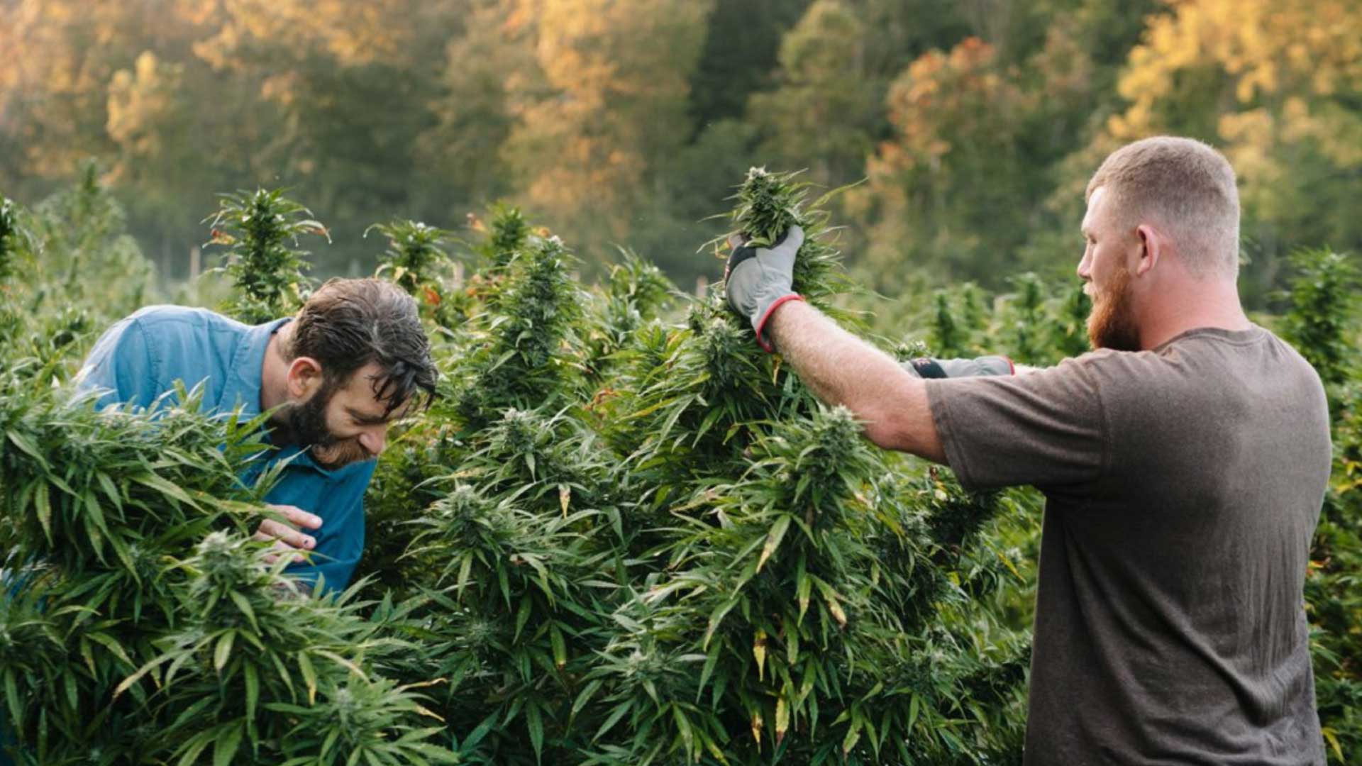 What is the difference between Medical and Street Marijuana1