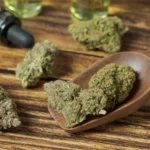 Understanding the Role of Medical Marijuana Terpenes