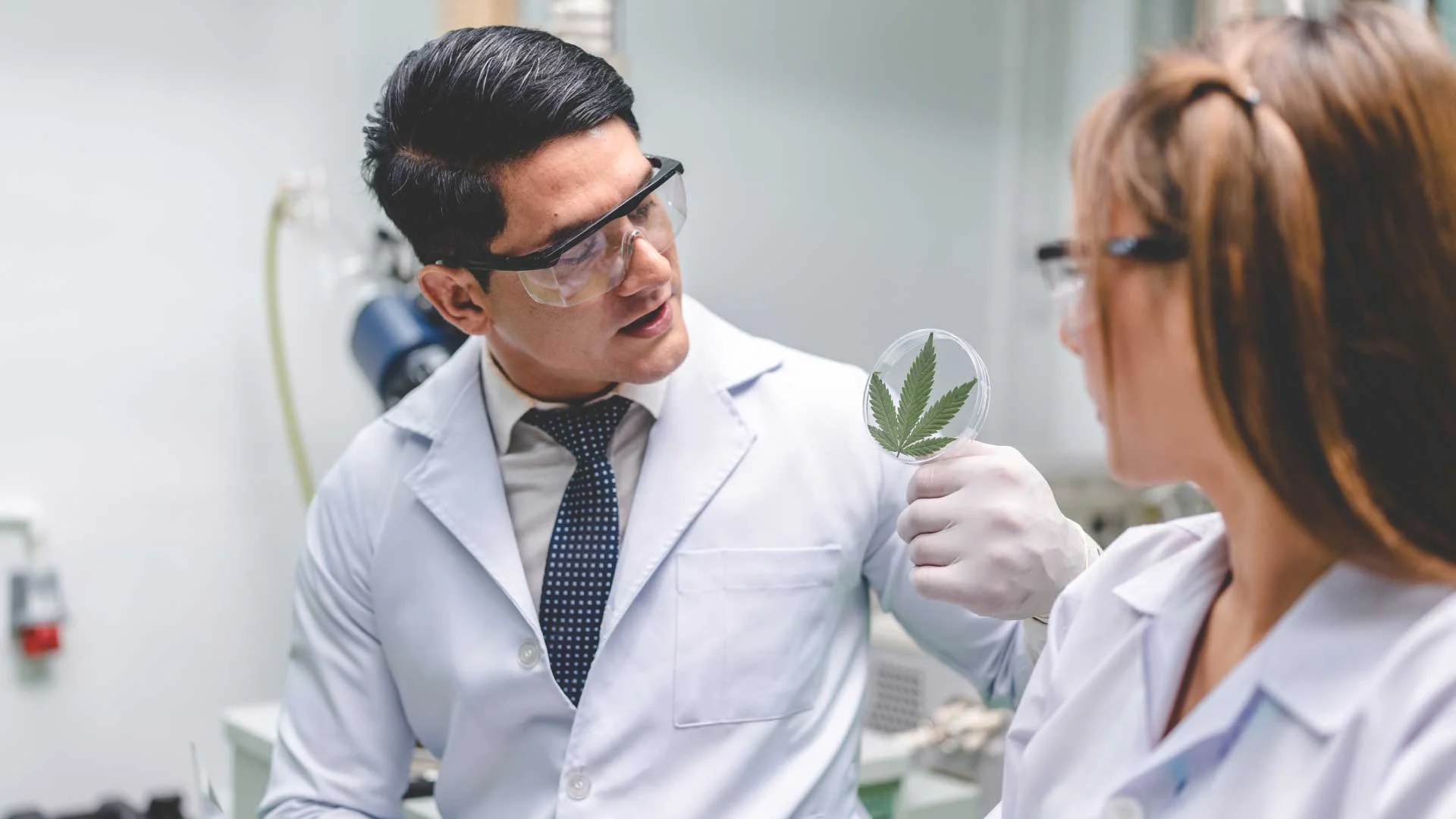 How Weed Works Within a Human Body