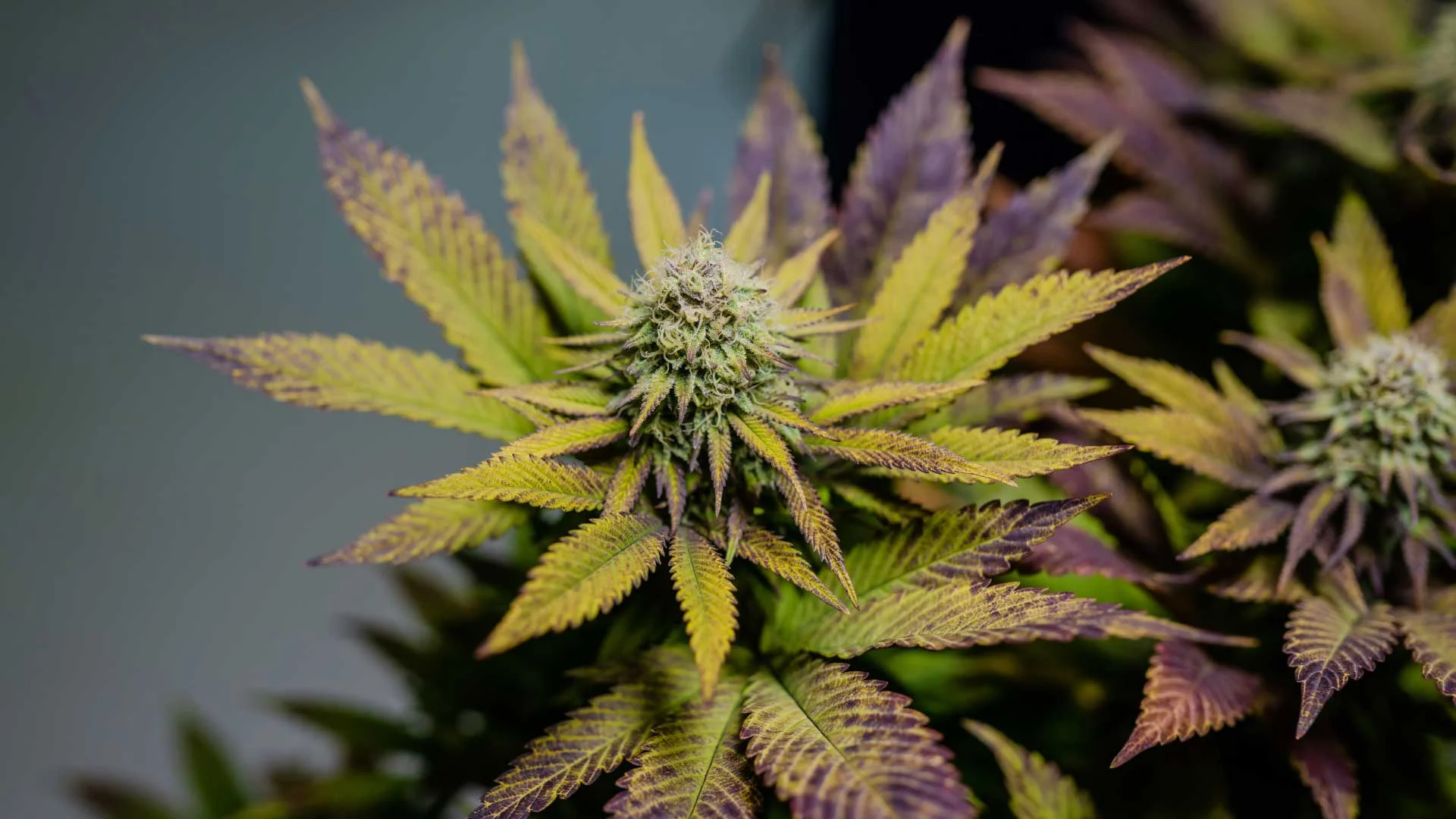 How to choose a Medical Marijuana strain?