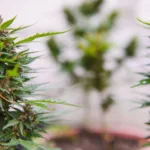 Sativa vs Indica: Key Differences & Which One Should You Choose