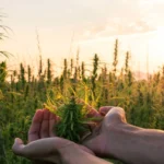 Advantages of Growing Cannabis Outdoors - A Complete Guide