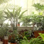 10 Surprising Plants that Resemble Marijuana