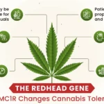 MC1R Gene Explained: Why Redheads May Have Higher Tolerance to Cannabis, Alcohol & Anesthesia